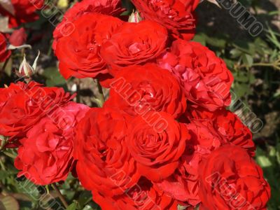Rose bush