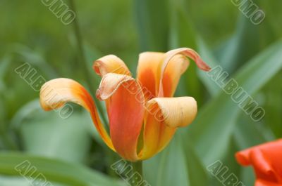 The tulip