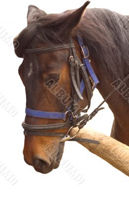 Thoroughbred
