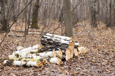 stack of firewood