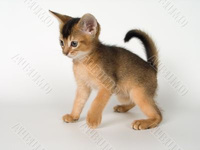 Kitten of Abyssinian breed