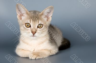 Kitten of Abyssinian breed in studio