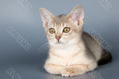 Kitten of Abyssinian breed in studio