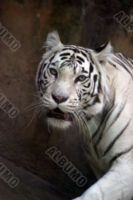 White tiger