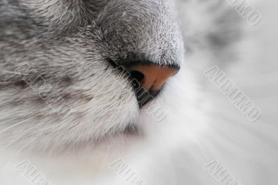 Nose of a cat