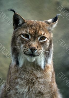 Portrait of a lynx