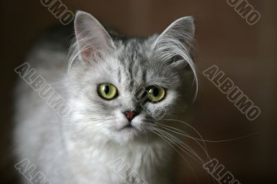 Portrait of a kitten