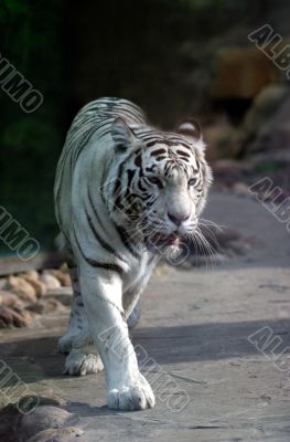 White tiger