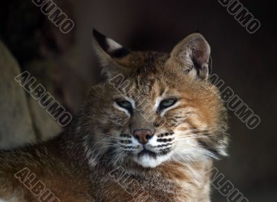 Wild cat Wild cat