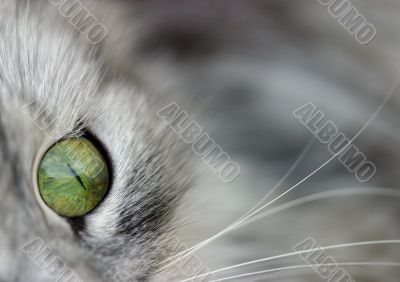 Eye of a cat