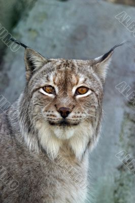 Portrait of a lynx