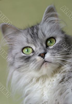 Portrait of a kitten