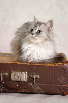 Cat on a suitcase