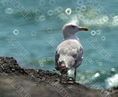 seagull