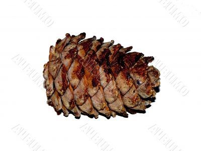 coniferous coniferous