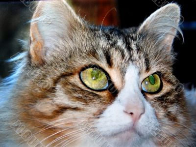cats, eyes cats, eyes