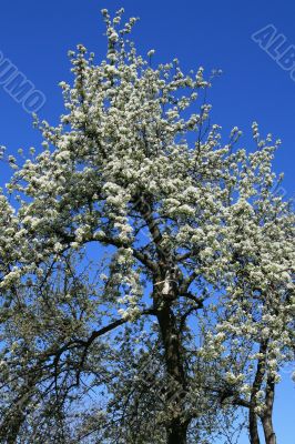 Blossomed pear-tree