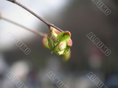 Spring. A branch with young leaflets.