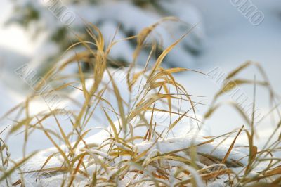 Grass in snow