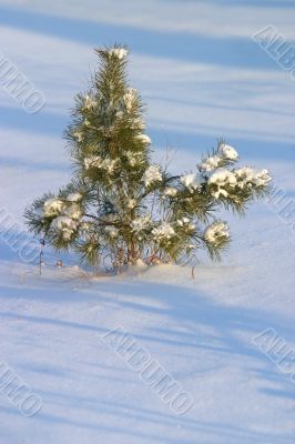 Fur-tree in snow