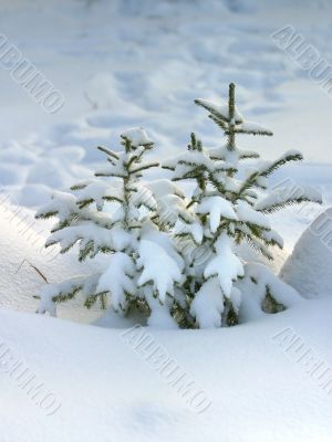 Fur-tree in snow