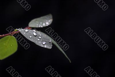 water drops