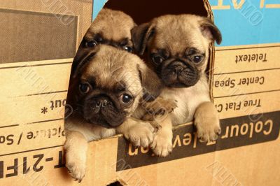 Small pugs