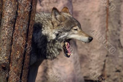Yawning wolf