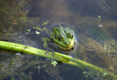 Frog in water