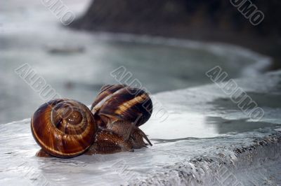 Snails