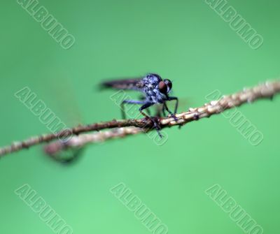 fly on a branch