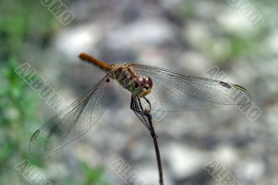 dragonfly
