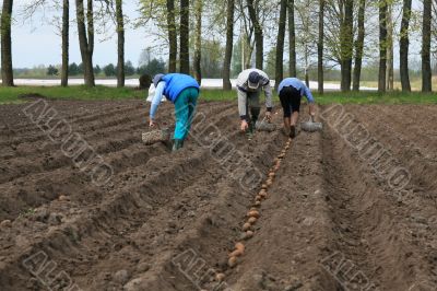 Planting potatoes