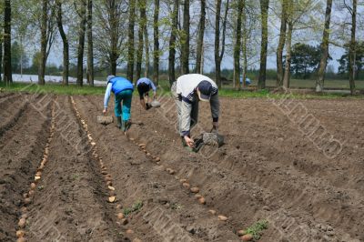 Planting potatoes