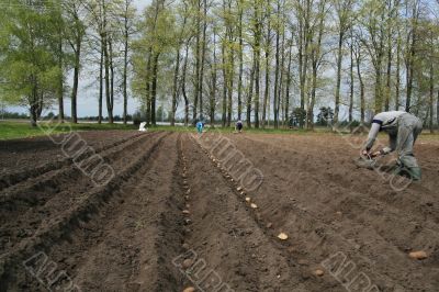 Planting potatoes