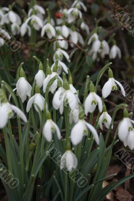 Snowdrop