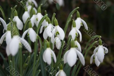 Snowdrop