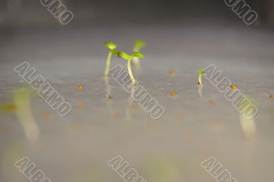 arabidopsis