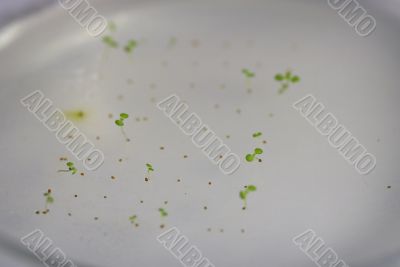 arabidopsis