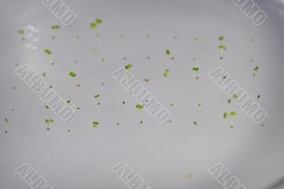 arabidopsis