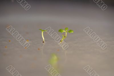 arabidopsis