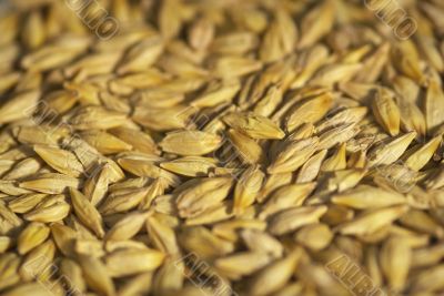 barley seeds