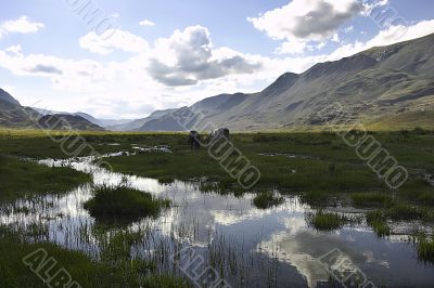 Mauntain landscape with horses and cloudy sky