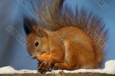 Red squirrel with nut