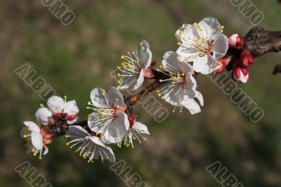 Cherry branch in blossom