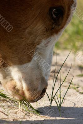 Pasturing calf Pasturing calf