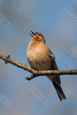 Singing chaffinch bird Singing chaffinch bird