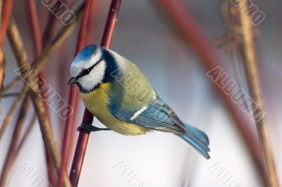 Blue tit in the bushes