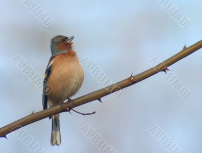 bird on a spiny twig