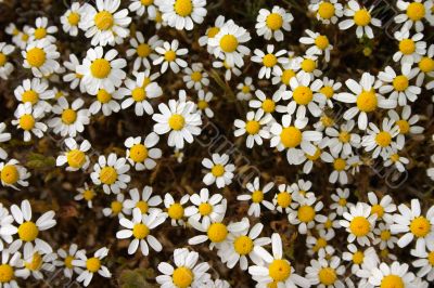 Flowering daisy Flowering daisy